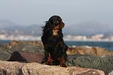 KING CHARLES SPANIEL 049